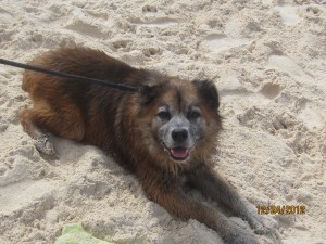 Greg The Dog From Cayman Island Humane Society