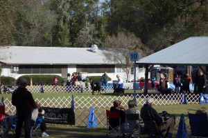 Oscar The Grouch GSMD at the Ocala Dog Show