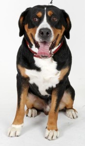 Oscar The Grouch Greater Swiss Mountain Dog in the NY Post by Brian Zak