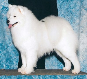 Polar mist samoyeds sales cost