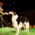 Westminster Kennel Club Dog Show Press Conference 2013