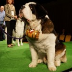 The Saint Bernard at the Westminster Kennel Club Dog Show 2013