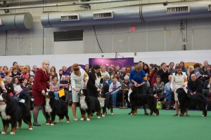 Westminster Kennel Club 2013 Bernese Mountain Dogs