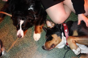 Oscar The Grouch Greater Swiss Mountain Dog and Juliette the Bernese