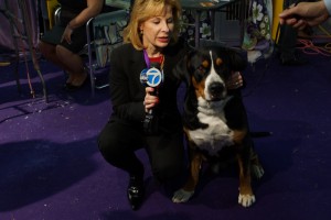 Oscar The Grouch Swissy With ABC Reporter