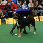 Oscar The Grouch Westminster Kennel Club 2013