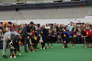 Westminster Kennel Club Dog Show Photos Coming Soon