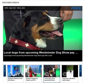 Oscar The Grouch Dog Swissy Stars On The WPIX Morning Show