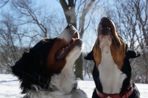 Oscar The Grouch Greater Swiss Mountain Dog & Juliette The Berner