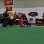 Westminster Kennel Club Photos 2013