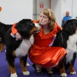 Bernese Mountain Dog Kiss