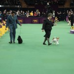 Banana Joe the Affenpinscher with Ernesto Lara