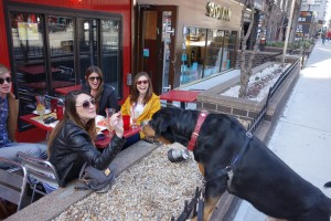 Oscar The Swissy Getting A Treat from a New Fan