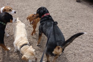 Oscar Greater Swiss Mountain Dog Meet New Friends