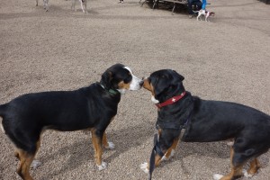 Oscar The Grouch Dog Meets Nellie The Swissy