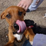 Dog Park Treat Thief!