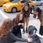 Oscar The Grouch Greater Swiss Mountain Bunny Meets New Fans