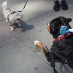 Oscar The Grouch Swissy Bunny Meets A New Friend