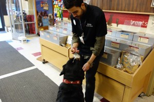 Oscar The Grouch Swissy gets his birthday Petco Treats!