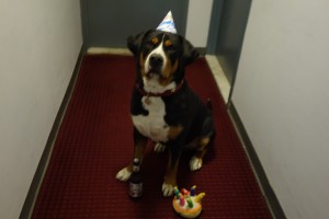 Happy Birthday to Oscar The Grouch Greater Swiss Mountain Dog!