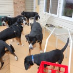 Greater Swiss Mountain Dog Swissy Club Meeting