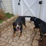 Oscar The Grouch Dog Meets A New Swissy Friend