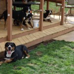 Swissy Club Party (Mid-Atlantic Greater Swiss Mountain Dog Club)