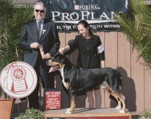 Oscar The Grouch winning 6 Best Of Breeds at the Florida Dog Show Cluster