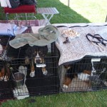 Oscar the Swissy hanging out with his Bernese Mountain Dog friends