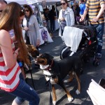 Oscar The Grouch Dog Goes To The Hoboken Music Festival