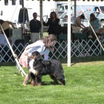 Kelly Rauschmeier Handling a Bernese Mountain Dog From Trulli Kennels