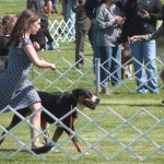 Oscar The Grouch GSMD at the Dog Show