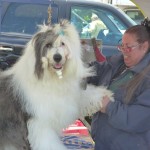 Behind The Scenes At The Dog Show