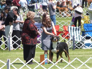 Oscar The Grouch Swissy Goes Best of Breed At The Trenton Dog Show