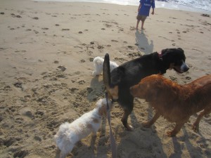 Oscar The Grouch Dog Loves Going to Dewey Beach