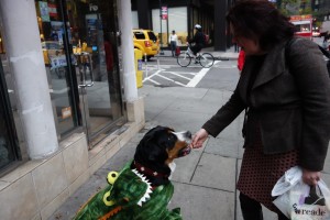 Oscar The Grouch Dog does tricks for halloween treats