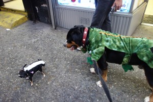 Oscar The Grouch Finds A Skunk Puppy!