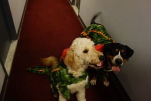 Swissy & Golden Doodle Alligator Halloween