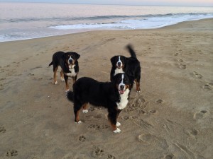 Swissy and Bernese Mountain Dog Enjoying Dewey Beach!