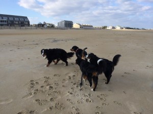 Greater Swiss & Bernese Mountain Dogs Enjoying Dewey Beach!