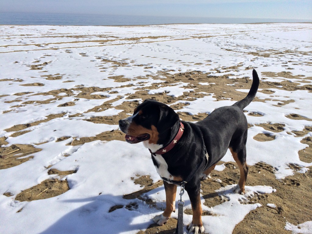 Swissy Beach Time in the Snow